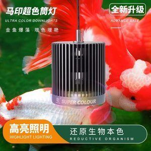印燈官網揭秘，全面呈現馬印燈詳細信息與特色亮點