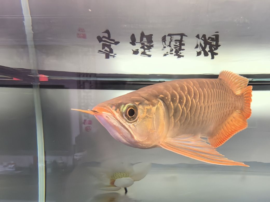 堅(jiān)持愛(ài)好，讓生活充滿(mǎn)色彩與無(wú)限