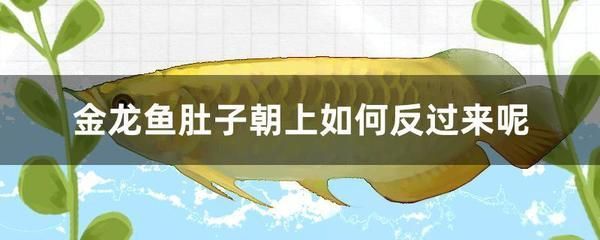龍魚幼魚換水溫差控制技巧，水溫把控要點及