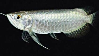 龍魚幼魚換水溫差控制技巧，水溫把控要點及