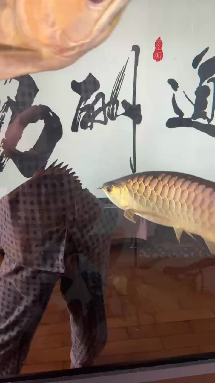 魚缸過濾器選購指南:自制魚缸過濾器魚缸上置過濾器對于養魚愛好者的必備知識 22個月,時光沉淀下的成長蛻變 龍魚論壇 22個月,時光沉淀下的成長蛻變 22個月,時光沉淀下的成長蛻變 龍魚論壇