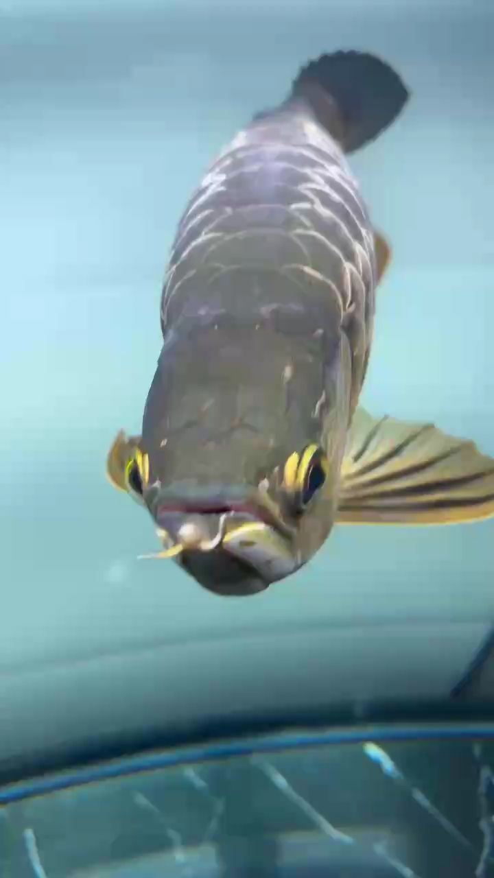 魚背部發(fā)白是何因？