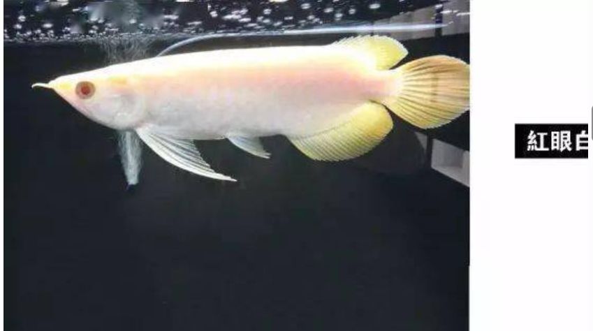 龍魚大全下，探秘珍稀龍魚，解鎖飼養繁殖 龍魚大全下，探秘珍稀龍魚，解鎖飼養繁殖 龍魚論壇 第2張