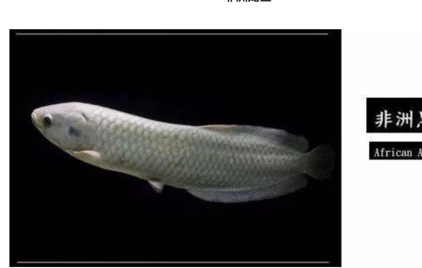 龍魚大全下，探秘珍稀龍魚，解鎖飼養繁殖 龍魚大全下，探秘珍稀龍魚，解鎖飼養繁殖 龍魚論壇 第3張
