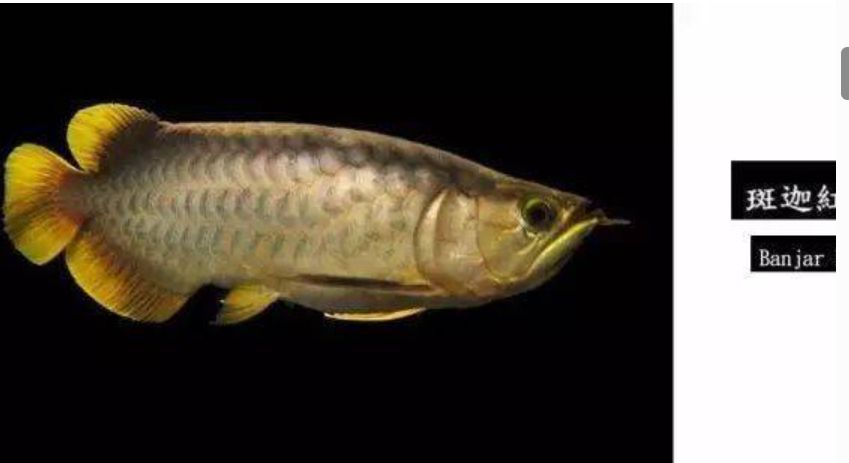 龍魚大全下，探秘珍稀龍魚，解鎖飼養繁殖 龍魚大全下，探秘珍稀龍魚，解鎖飼養繁殖 龍魚論壇 第9張