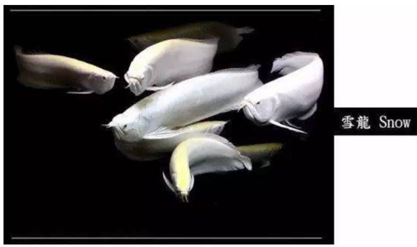 龍魚大全下，探秘珍稀龍魚，解鎖飼養繁殖 龍魚大全下，探秘珍稀龍魚，解鎖飼養繁殖 龍魚論壇 第8張