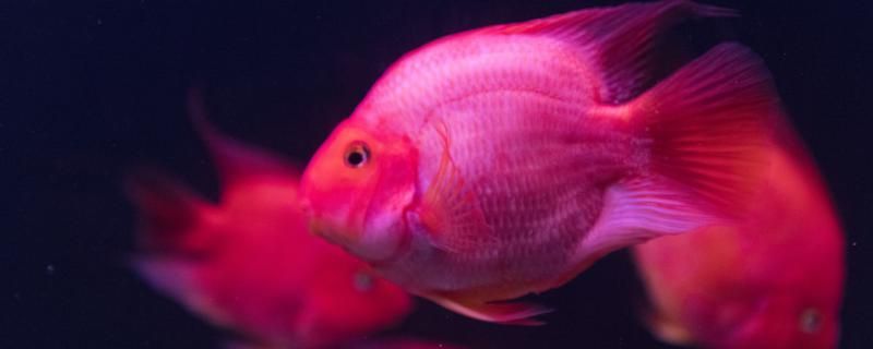 魚(yú)如何養(yǎng)更紅及長(zhǎng)得快？