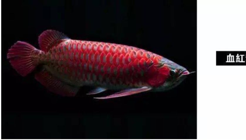 中 龍魚大全