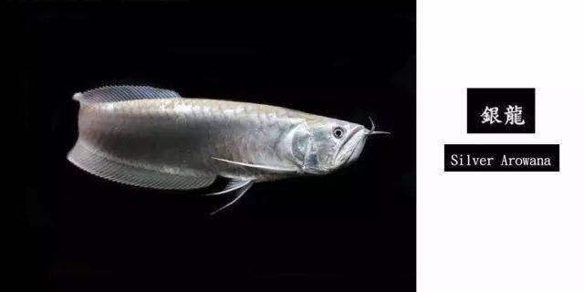 中 龍魚大全
