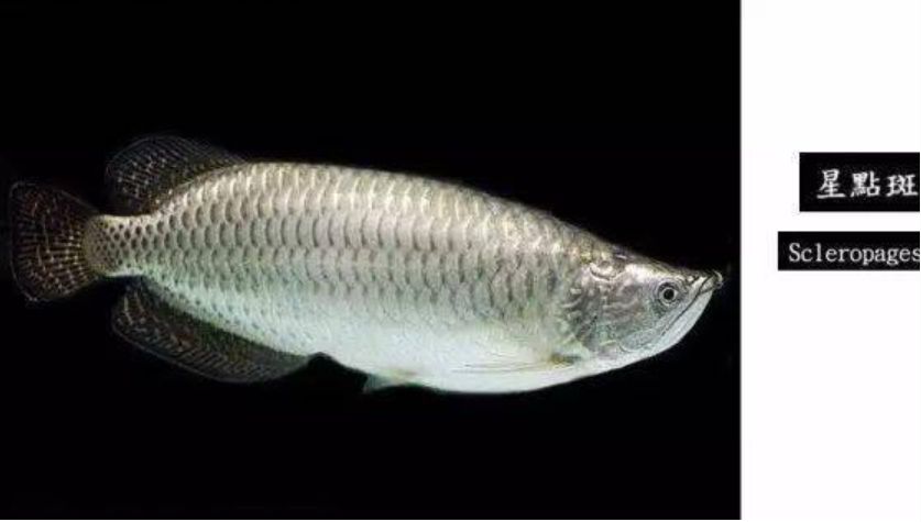 中 龍魚大全