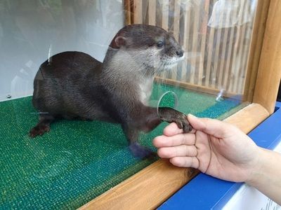 海洋水族館2024年12月29日人流預測，人多嗎 海洋水族館2024年12月29日人流預測，人多嗎 水族館百科（水族館加盟） 第5張