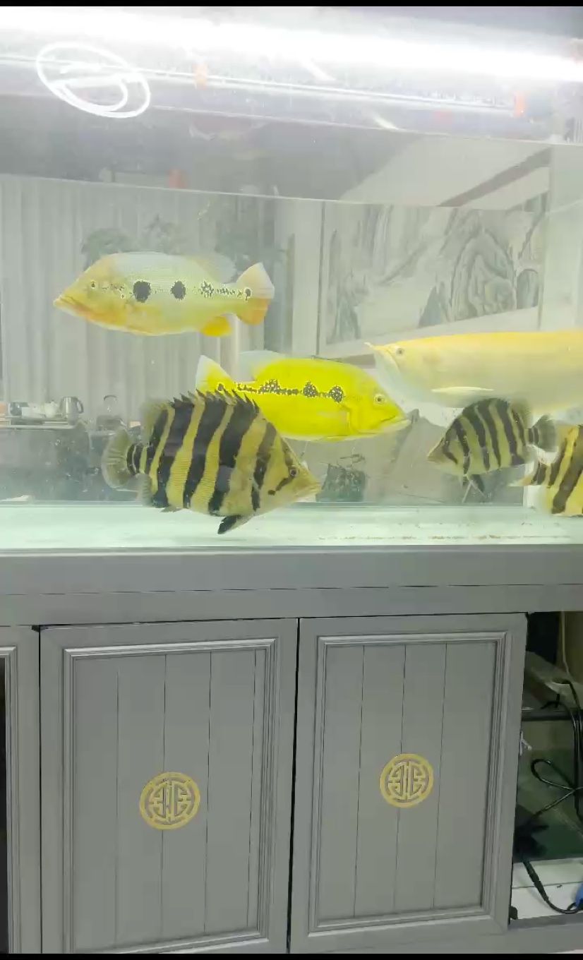 虎魚成長(zhǎng)全記錄，從幼苗到壯年的奇妙蛻變