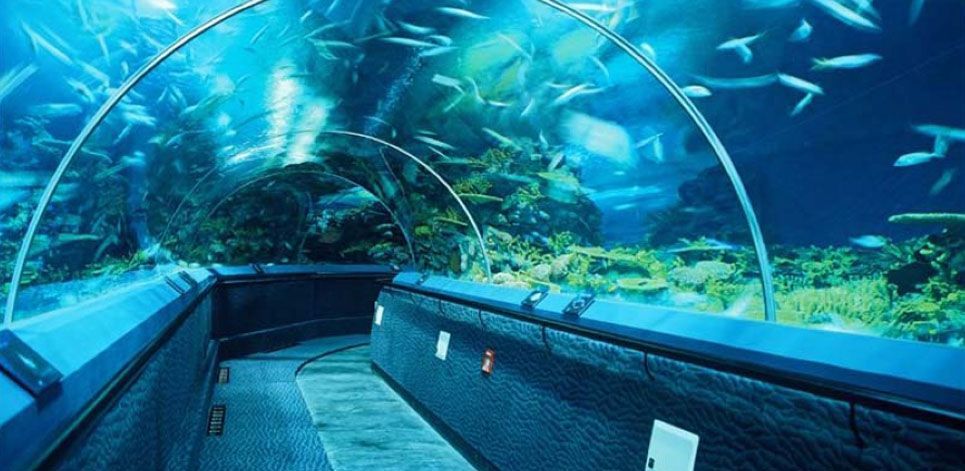 市水族展覽館2023年免費開放時間詳情，水族館免費開放