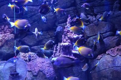 市水族展覽館2023年免費開放時間詳情，水族館免費開放