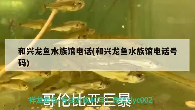 興龍魚水族館電話及地址詳情，聯系電話一鍵查詢