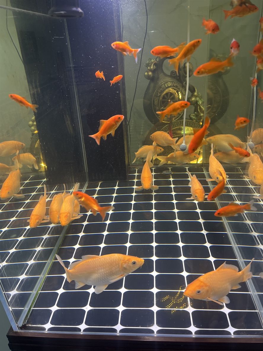 我的小魚(yú)，那靈動(dòng)身影背后的溫馨故事