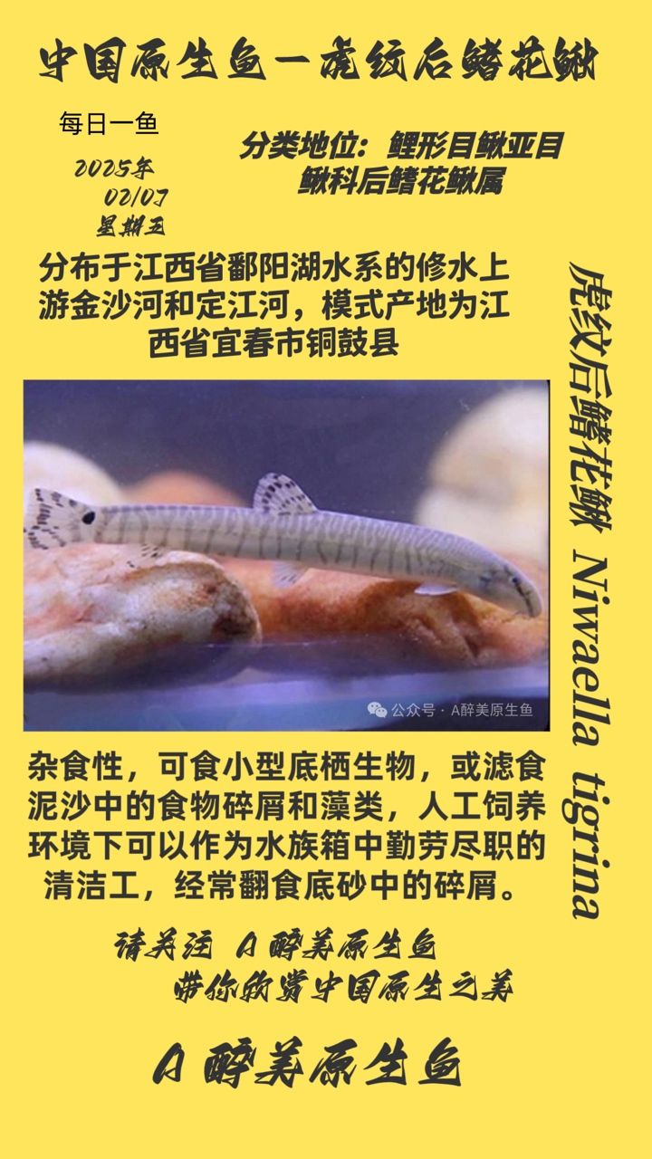觀賞魚虎紋后鰭花鰍，獨特魅力與生態(tài)奧秘