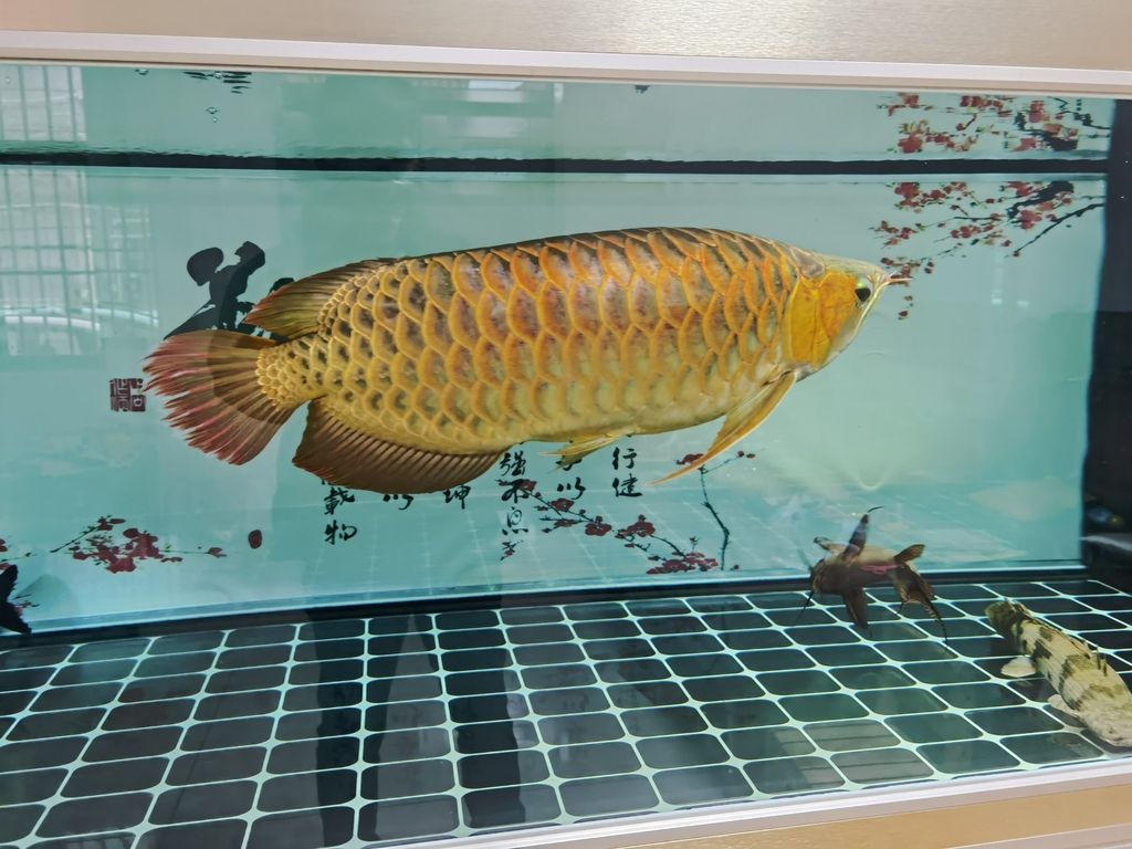 主題]，深度剖析、全面解讀與獨特視角下的[核心要點]呈現 主題]，深度剖析、全面解讀與獨特視角下的[核心要點]呈現 龍魚論壇