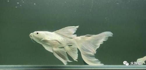 龍鳳錦鯉與蝴蝶鯉，外觀習性等全方位區別大 龍鳳錦鯉與蝴蝶鯉，外觀習性等全方位區別大 蝴蝶鯉百科 第2張