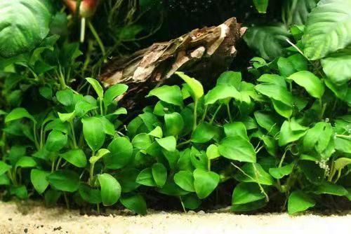 小紅龍魚苗價格揭秘，市場行情、選購要點及視頻