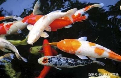 0厘米魚缸養(yǎng)錦鯉數(shù)量有講究，80厘米缸適合養(yǎng)幾條錦鯉？ 0厘米魚缸養(yǎng)錦鯉數(shù)量有講究，80厘米缸適合養(yǎng)幾條錦鯉？ 魚缸百科 第2張