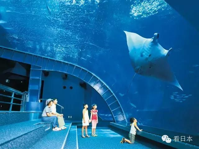 海洋館,世界最大內(nèi)陸?zhàn)^,探秘中國(guó)水族館 水族館百科(水族館加盟) 第5張 海洋館,世界最大內(nèi)陸?zhàn)^,探秘中國(guó)水族館 海洋館,世界最大內(nèi)陸?zhàn)^,探秘中國(guó)水族館 水族館百科(水族館加盟) 第5張
