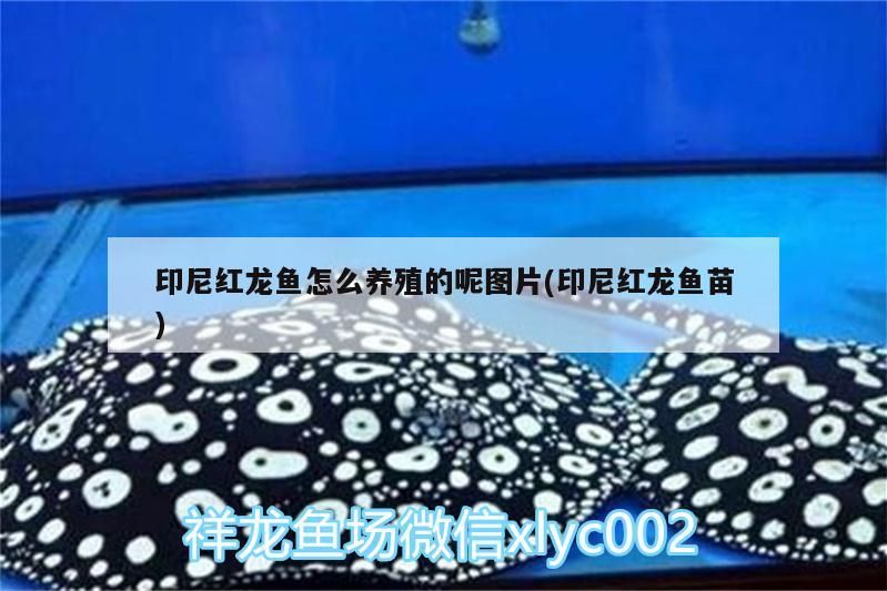 紅龍魚養(yǎng)殖攻略，從魚苗到成魚的飼養(yǎng)