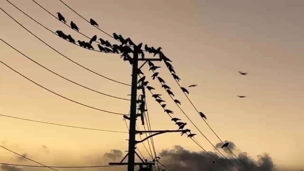 我的虎魚真菌感染了要怎么處理 歸巢,游子心向故園,重尋那熟悉 龍魚論壇 歸巢,游子心向故園,重尋那熟悉 歸巢,游子心向故園,重尋那熟悉 龍魚論壇