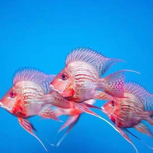 鳳凰魚混養全攻略,環境搭配、喂食要點及相處 元寶鳳凰魚百科 第5張 鳳凰魚混養全攻略,環境搭配、喂食要點及相處 鳳凰魚混養全攻略,環境搭配、喂食要點及相處 元寶鳳凰魚百科 第5張