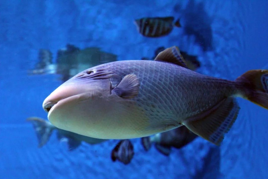 水族館觀賞魚揭秘，常見魚類大盤點，賣啥
