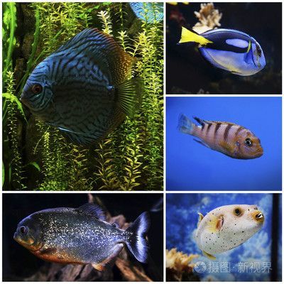 水族館觀賞魚揭秘，常見魚類大盤點，賣啥
