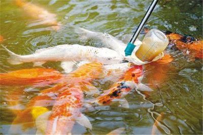 觀賞魚養護合同要點，簽訂前需知的關鍵建議與注意事項