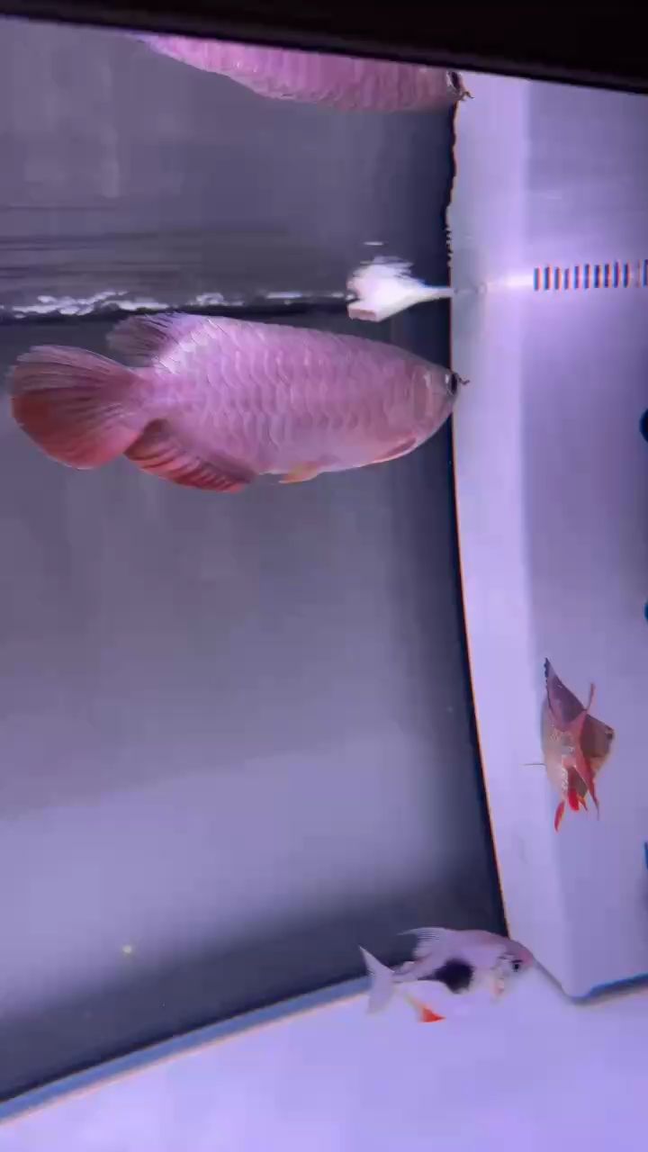 魚者稱其為過背，還言珠鱗已然亮起，究竟是否屬實引