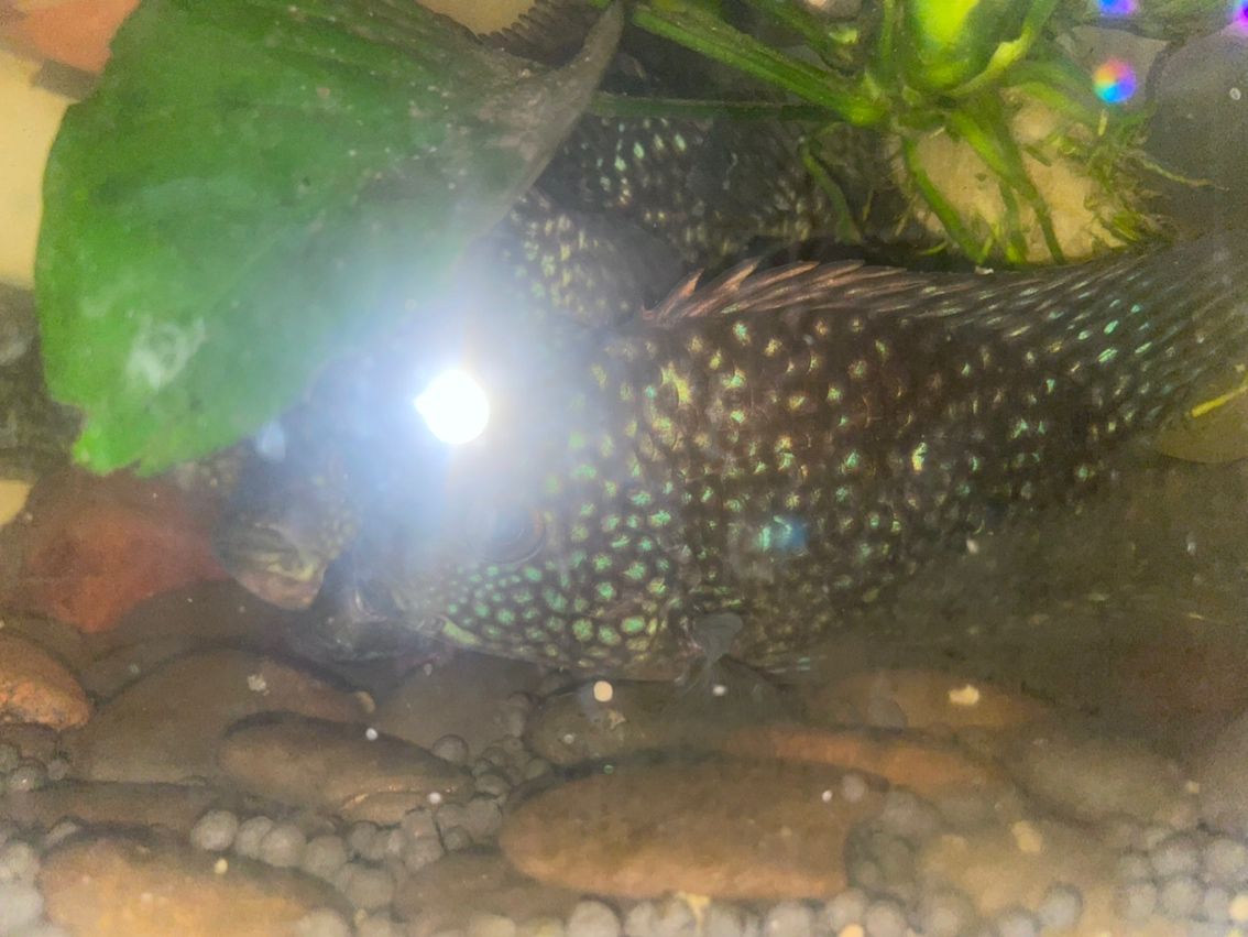 豹魚,獨特魅力引關注,有無興趣者快來一探 龍魚論壇 第1張 豹魚,獨特魅力引關注,有無興趣者快來一探 豹魚,獨特魅力引關注,有無興趣者快來一探 龍魚論壇 第1張