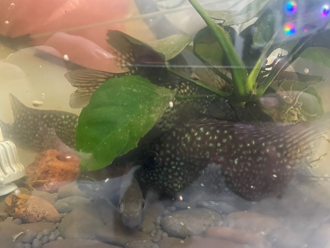 豹魚,獨特魅力引關注,有無興趣者快來一探 龍魚論壇 第2張 豹魚,獨特魅力引關注,有無興趣者快來一探 豹魚,獨特魅力引關注,有無興趣者快來一探 龍魚論壇 第2張