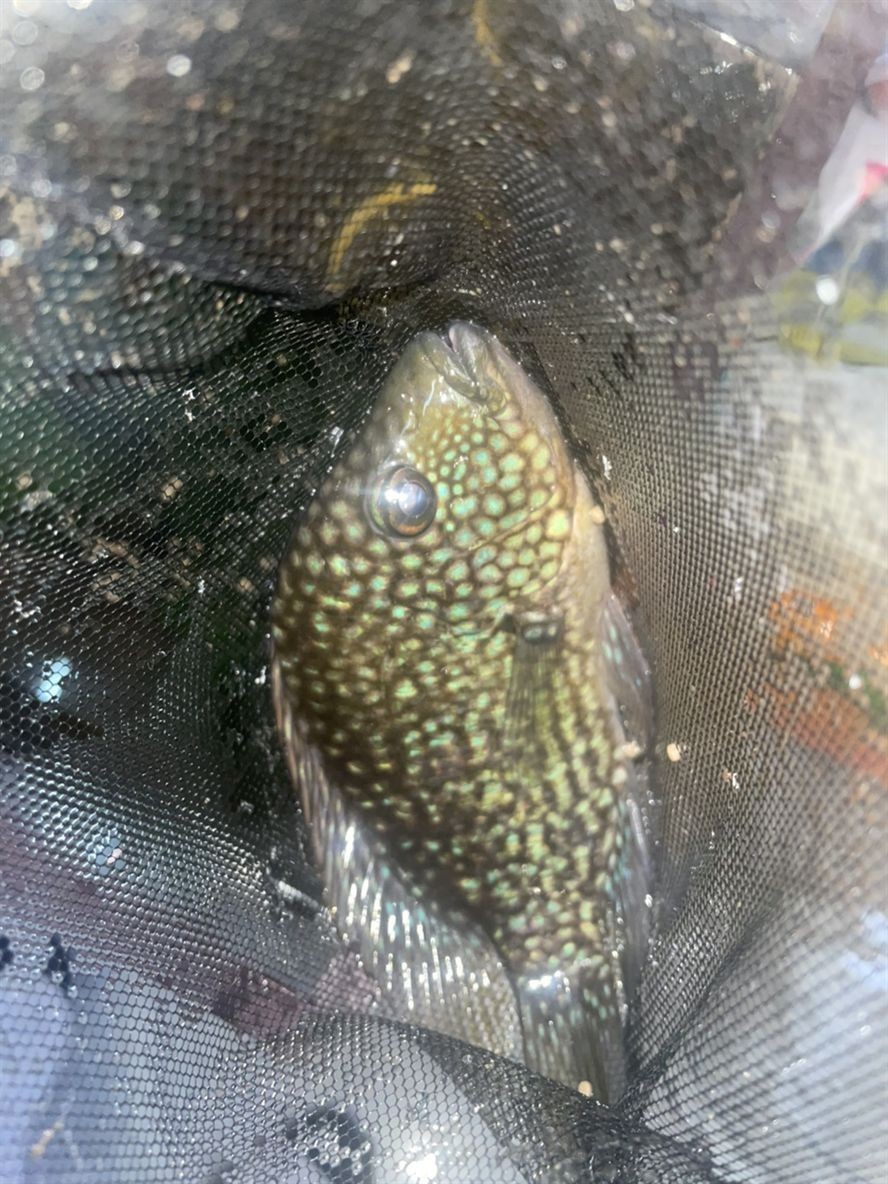 豹魚,獨特魅力引關注,有無興趣者快來一探 龍魚論壇 第3張 豹魚,獨特魅力引關注,有無興趣者快來一探 豹魚,獨特魅力引關注,有無興趣者快來一探 龍魚論壇 第3張