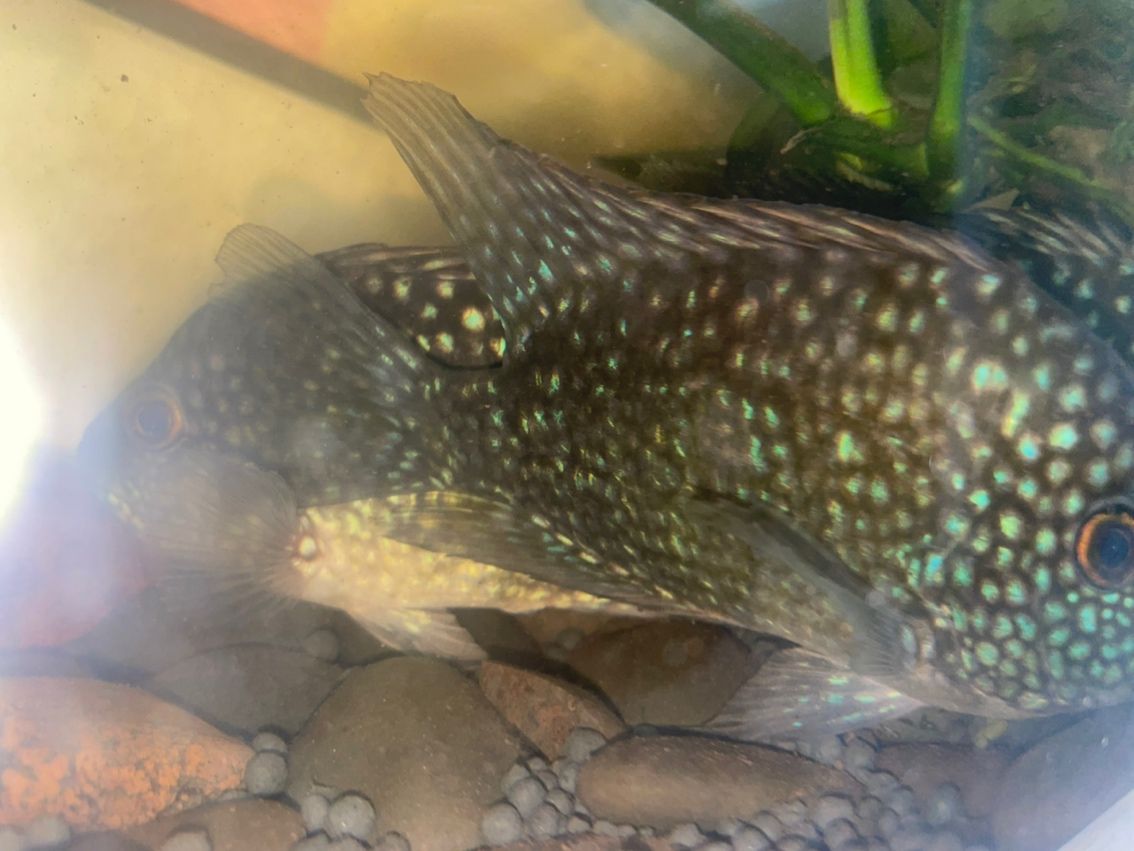 豹魚,獨特魅力引關注,有無興趣者快來一探 龍魚論壇 第4張 豹魚,獨特魅力引關注,有無興趣者快來一探 豹魚,獨特魅力引關注,有無興趣者快來一探 龍魚論壇 第4張