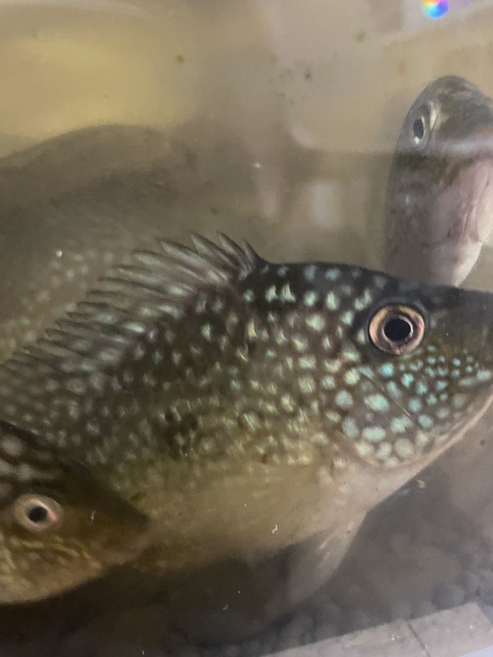 豹魚,獨特魅力引關注,有無興趣者快來一探 龍魚論壇 第6張 豹魚,獨特魅力引關注,有無興趣者快來一探 豹魚,獨特魅力引關注,有無興趣者快來一探 龍魚論壇 第6張