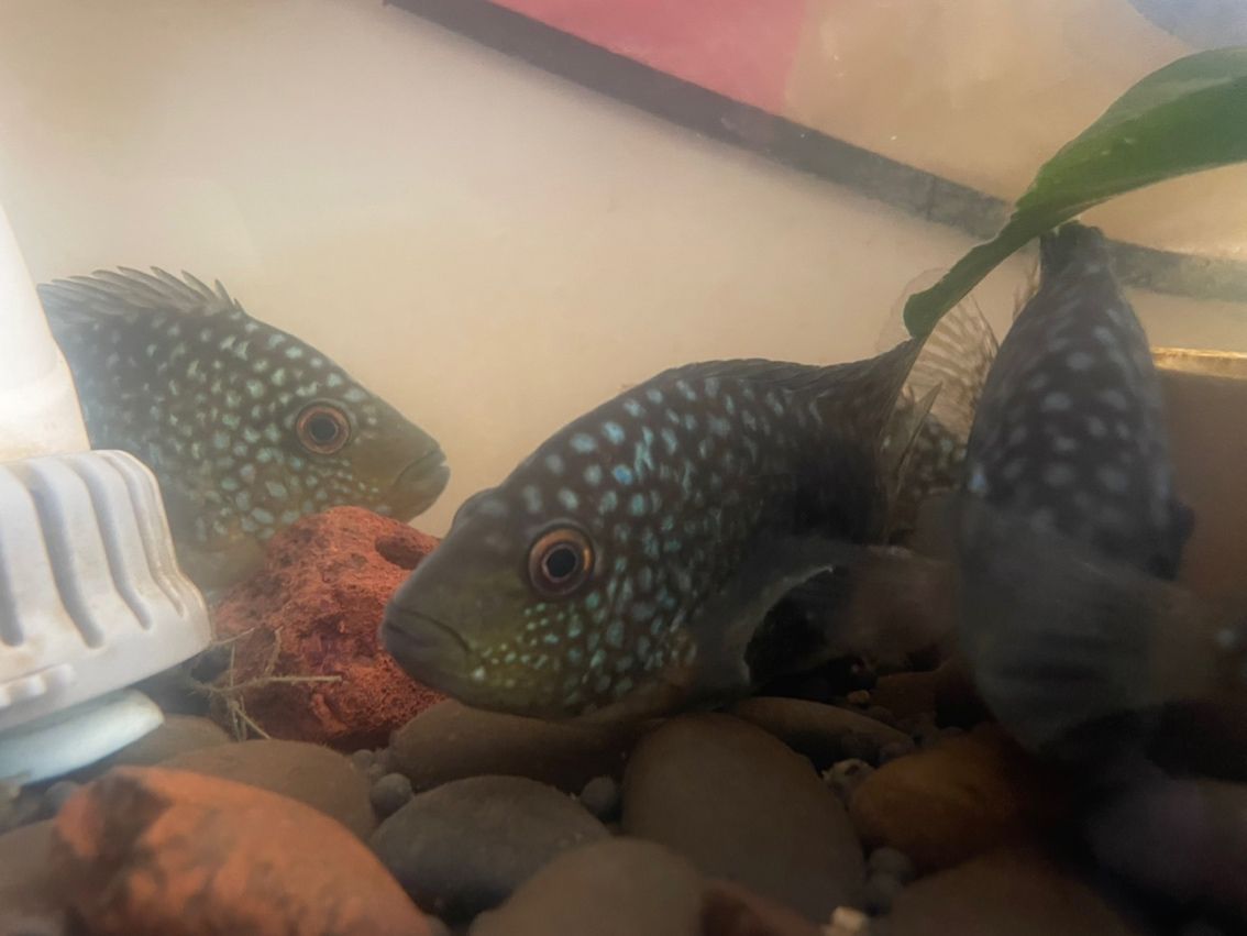 豹魚,獨特魅力引關注,有無興趣者快來一探 龍魚論壇 第7張 豹魚,獨特魅力引關注,有無興趣者快來一探 豹魚,獨特魅力引關注,有無興趣者快來一探 龍魚論壇 第7張