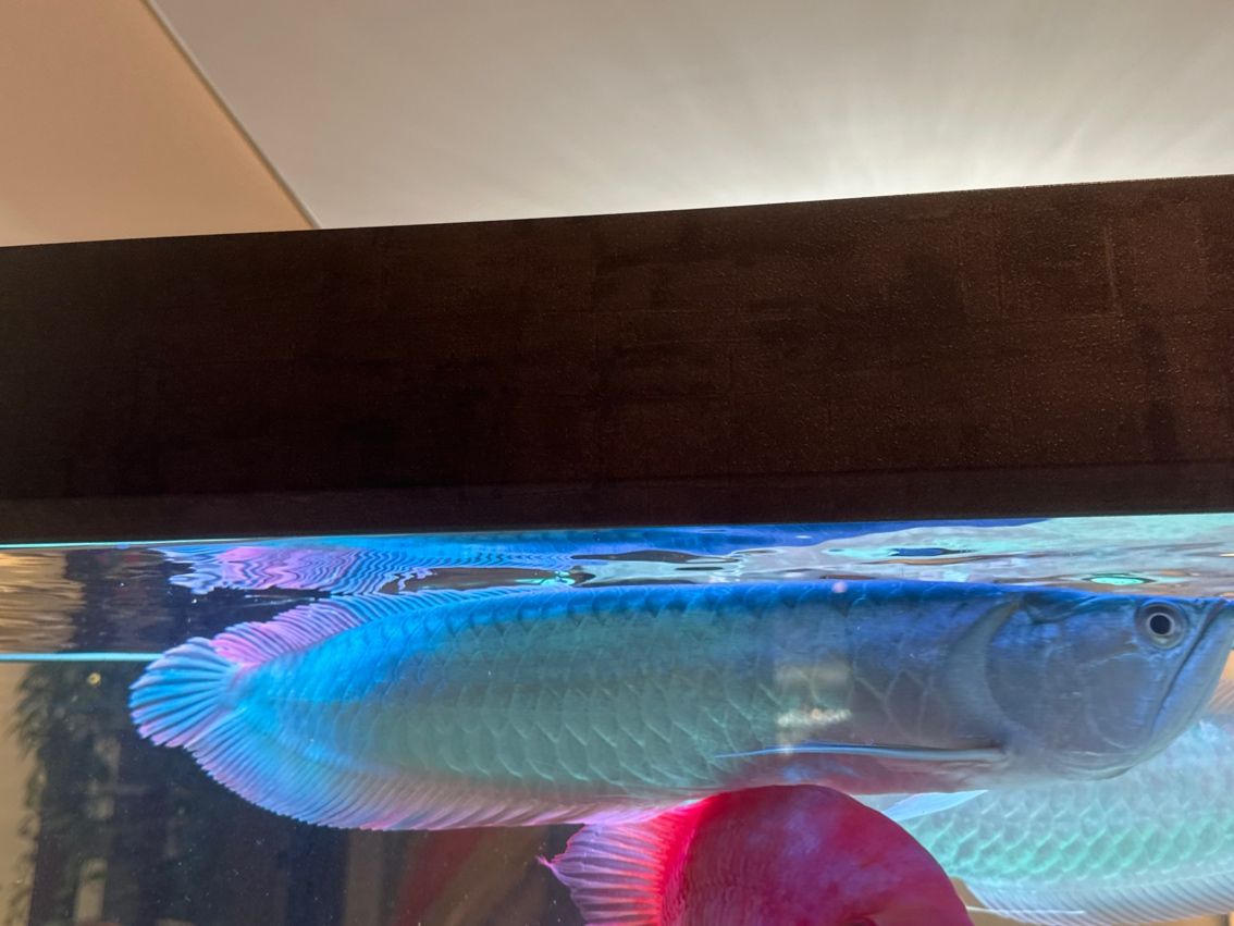 玻璃做魚缸怎么粘才牢固:如何自制玻璃魚缸 龍之傳奇,神秘祥瑞背后蘊含的深厚文化與無盡 龍魚論壇 龍之傳奇,神秘祥瑞背后蘊含的深厚文化與無盡 龍之傳奇,神秘祥瑞背后蘊含的深厚文化與無盡 龍魚論壇