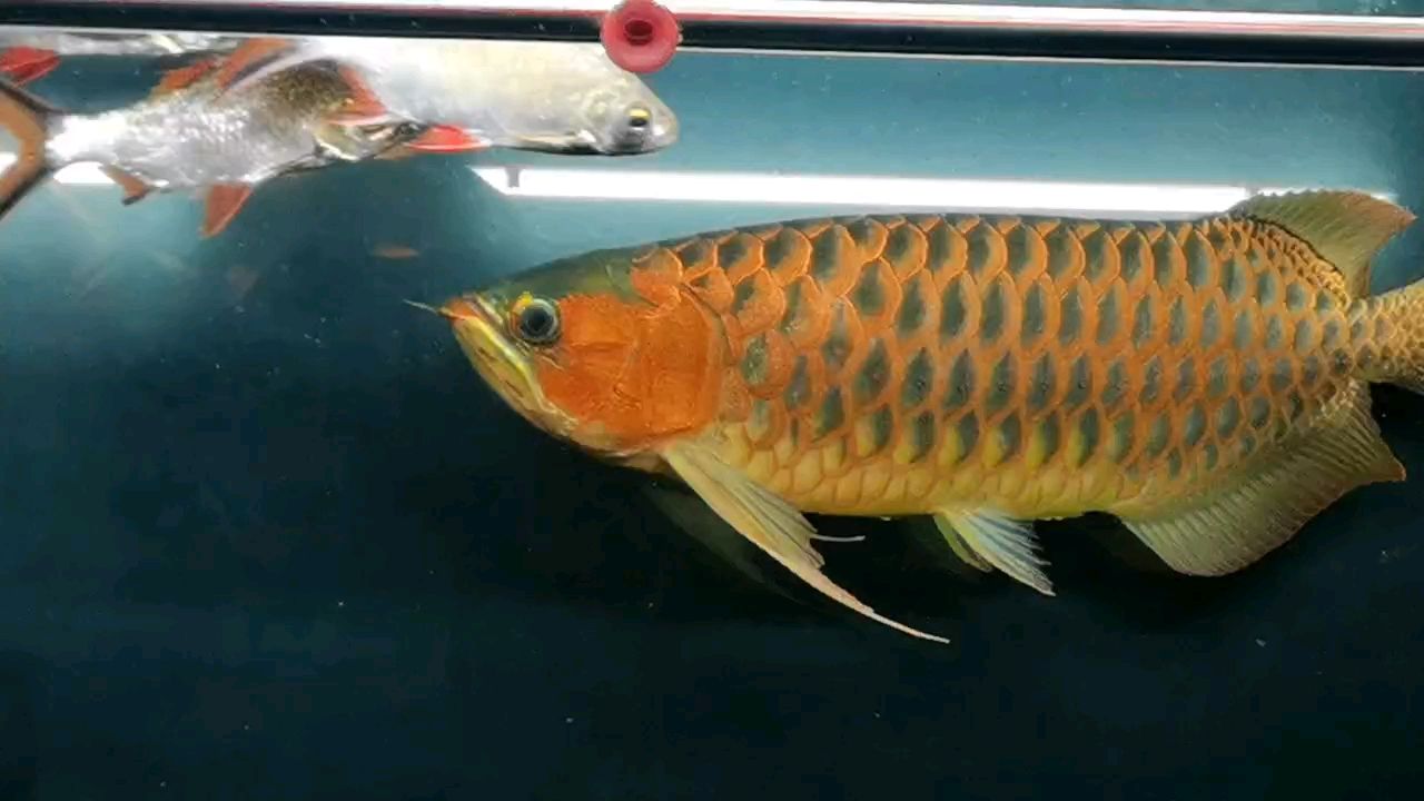 魚缸過濾器選購指南:自制魚缸過濾器魚缸上置過濾器對于養魚愛好者的必備知識 歲紅龍身長70公分,歲月見證其不凡成長與 龍魚論壇 歲紅龍身長70公分,歲月見證其不凡成長與 歲紅龍身長70公分,歲月見證其不凡成長與 龍魚論壇