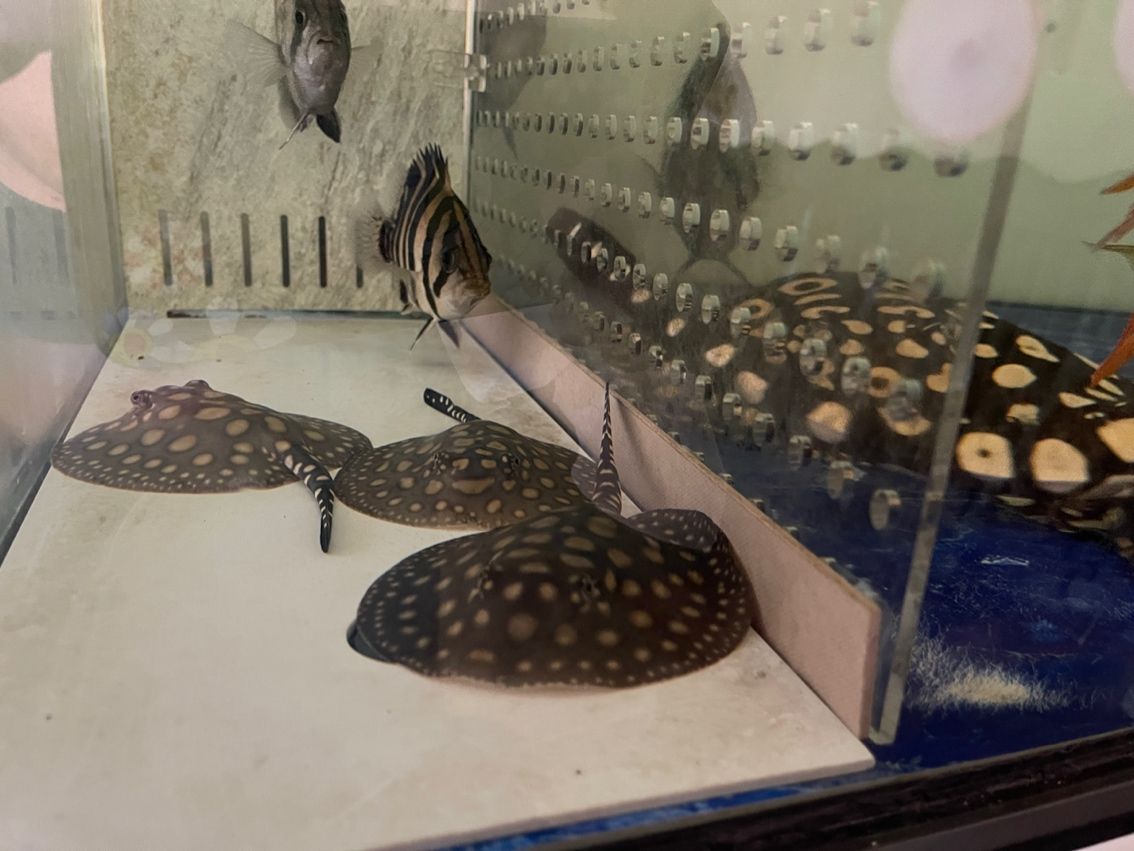 皇冠魟魚繁殖，習性、環境與繁育技巧全解析