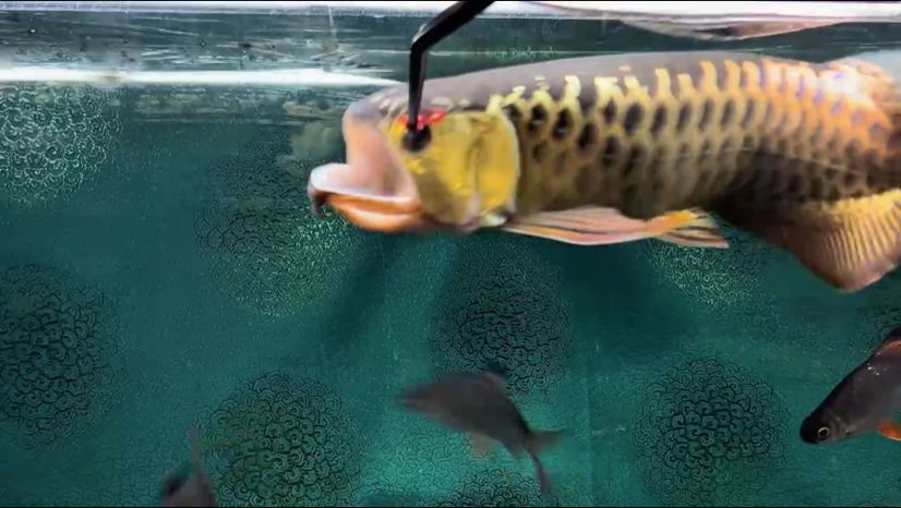 圓臉炮頭，獨特發(fā)型魅力，適配多種風格與個性展現(xiàn) 圓臉炮頭，獨特發(fā)型魅力，適配多種風格與個性展現(xiàn) 龍魚論壇