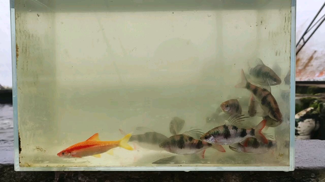 尾綠熒光鯽，獨(dú)特魅力的觀賞魚(yú)，點(diǎn)亮水族