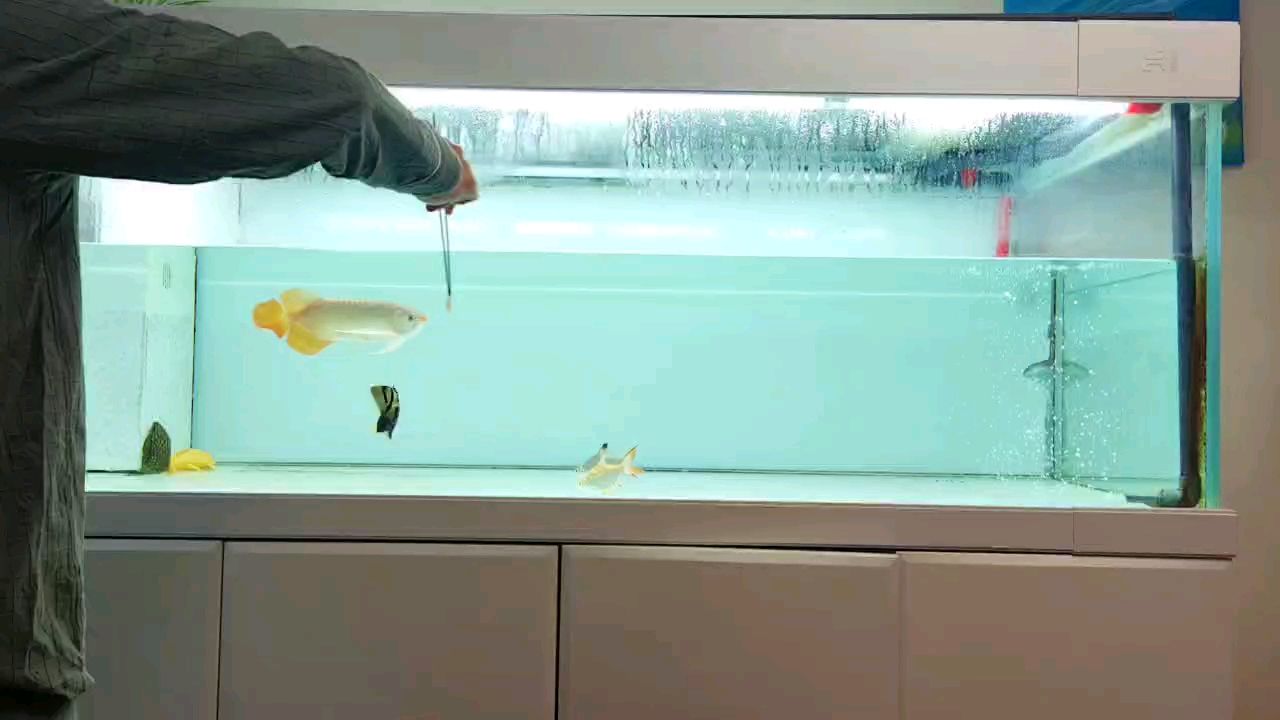喂魚，探尋與魚兒互動的奇妙瞬間及背后的故事 喂魚，探尋與魚兒互動的奇妙瞬間及背后的故事 龍魚論壇