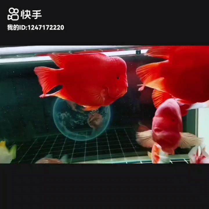 愿事事順遂皆如意，篤信南無阿彌陀佛，未來定越來越好??