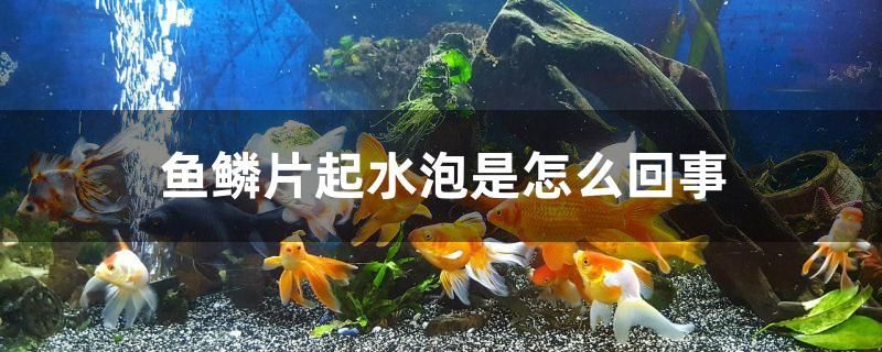鱗片起水泡原因大揭秘，水質、疾病還是其他因素在