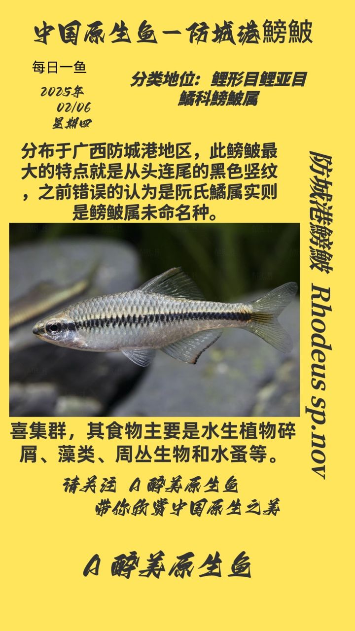 城港鰟鮍，獨特生態下的珍稀魚類及其生存現狀探秘 城港鰟鮍，獨特生態下的珍稀魚類及其生存現狀探秘 龍魚論壇