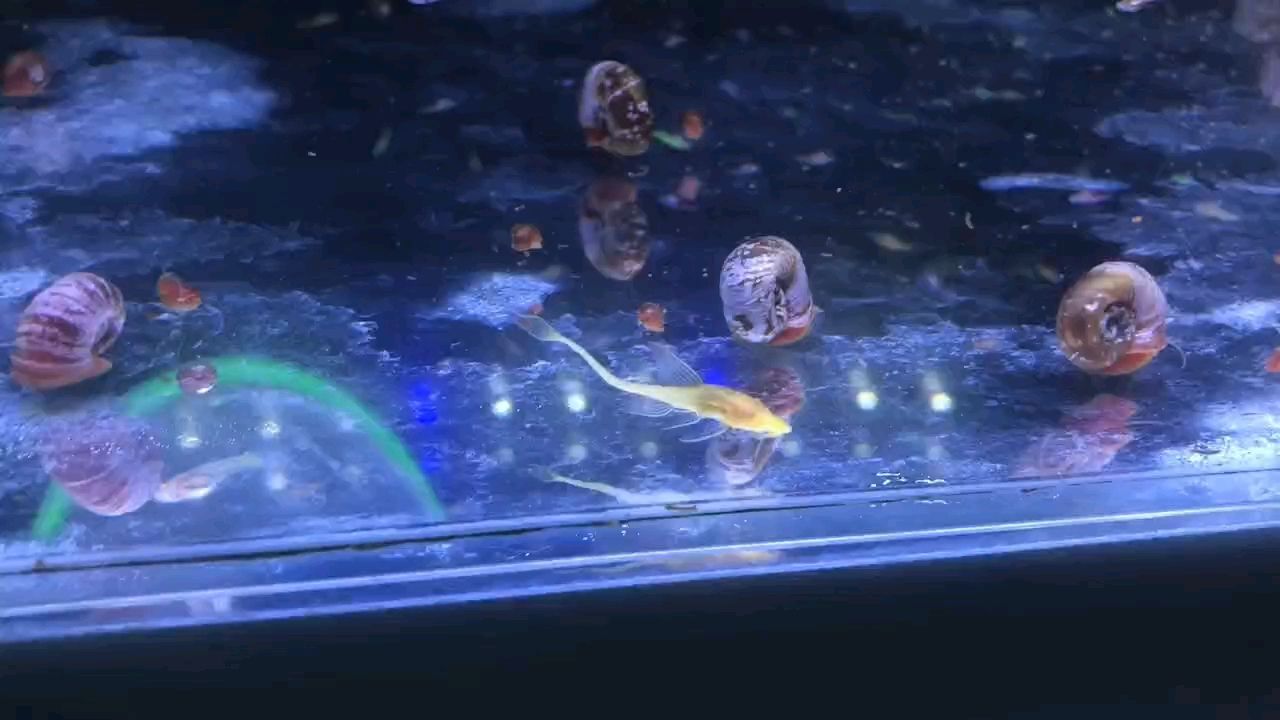 我的虎魚真菌感染了要怎么處理 精準凝練的專屬長 龍魚論壇 精準凝練的專屬長 精準凝練的專屬長 龍魚論壇