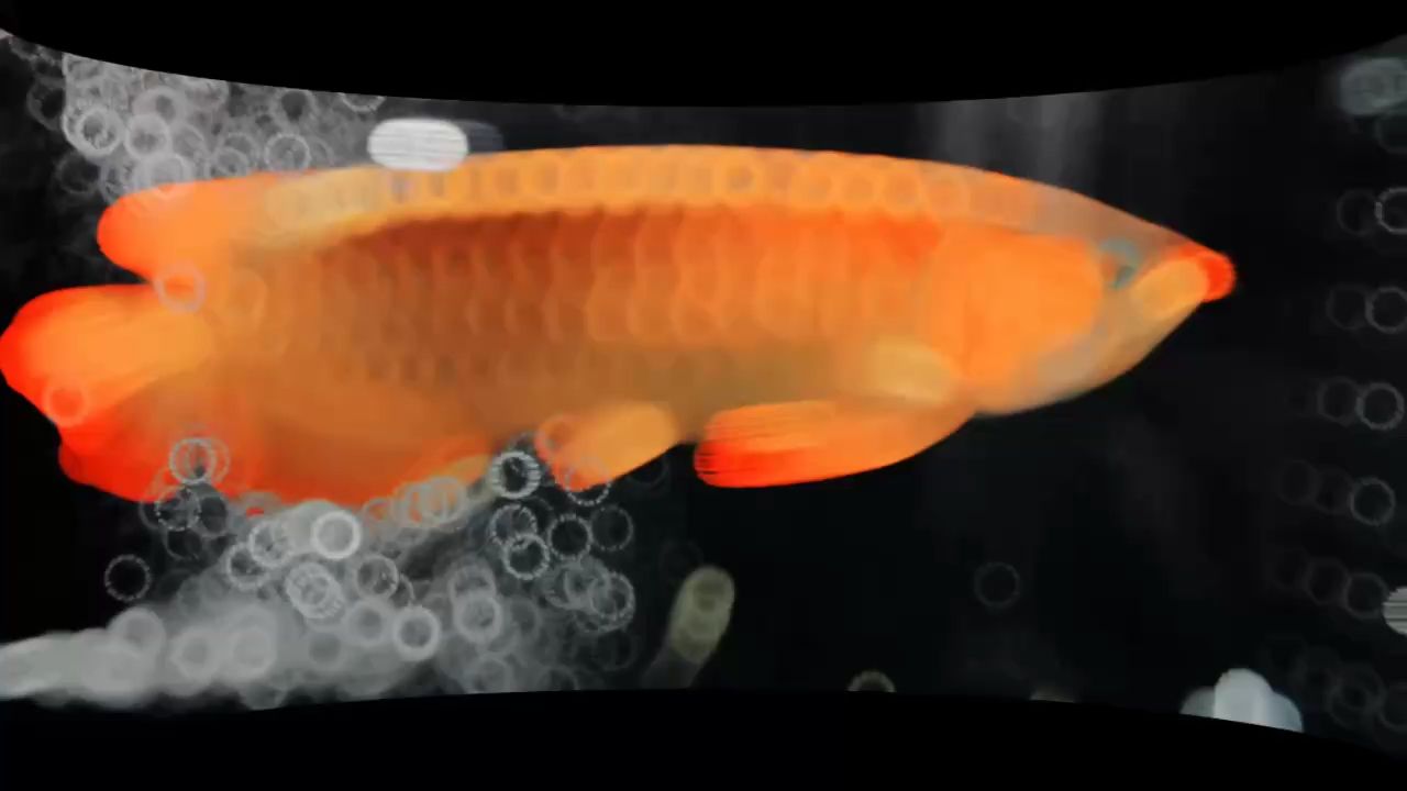 0+公分狀態好綠皮辣椒紅龍魚鐵價處理，4800元 0+公分狀態好綠皮辣椒紅龍魚鐵價處理，4800元 龍魚論壇